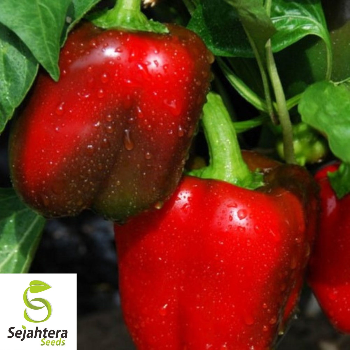 25 Big Red Pepper Seeds - Non-GMO, Sweet & High-Yield Bell Variety