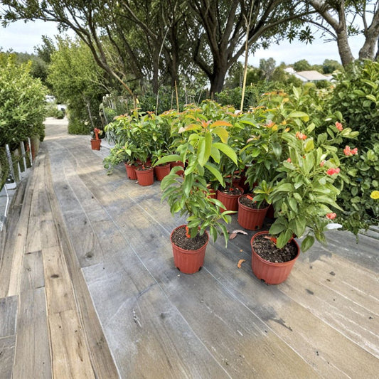 Grafted Russell Avocado Tree – Persea americana Live Fruit Tree | 3 Gallon Pot | 2–3 Feet Tall  Large Florida Variety | Long Fruit | Grafted for True-to-Type Production