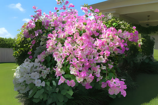 Bougainvillea Houseplant 6in Pot White Pink Paperflower (Bougainvillea spp.) - Tropical Indoor/Outdoor Plant