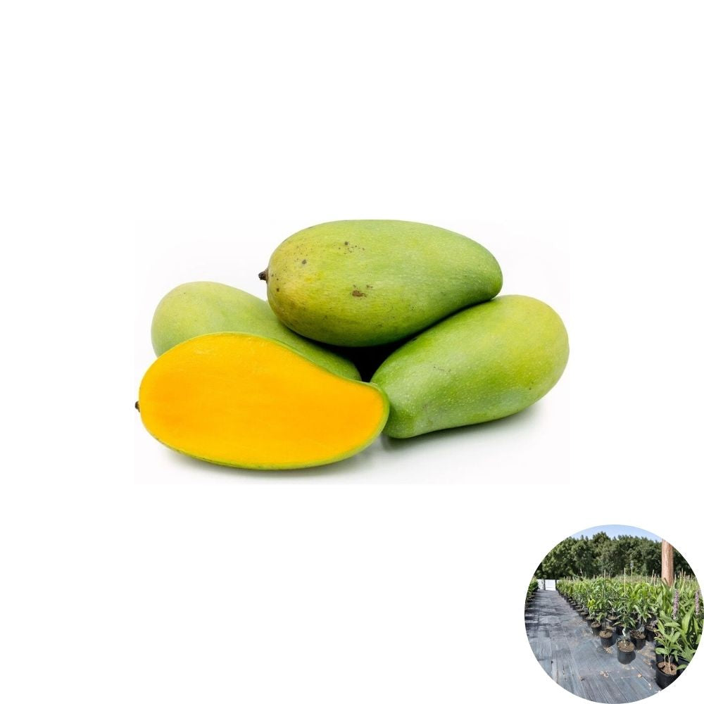 Pram Kai Mea Mango Tree – Mangifera indica Grafted Live Tree | 2–3 Ft Tall | 3-Gallon Pot  Thai Green-Eating Variety | Sweet & Crunchy | Prolific Producer