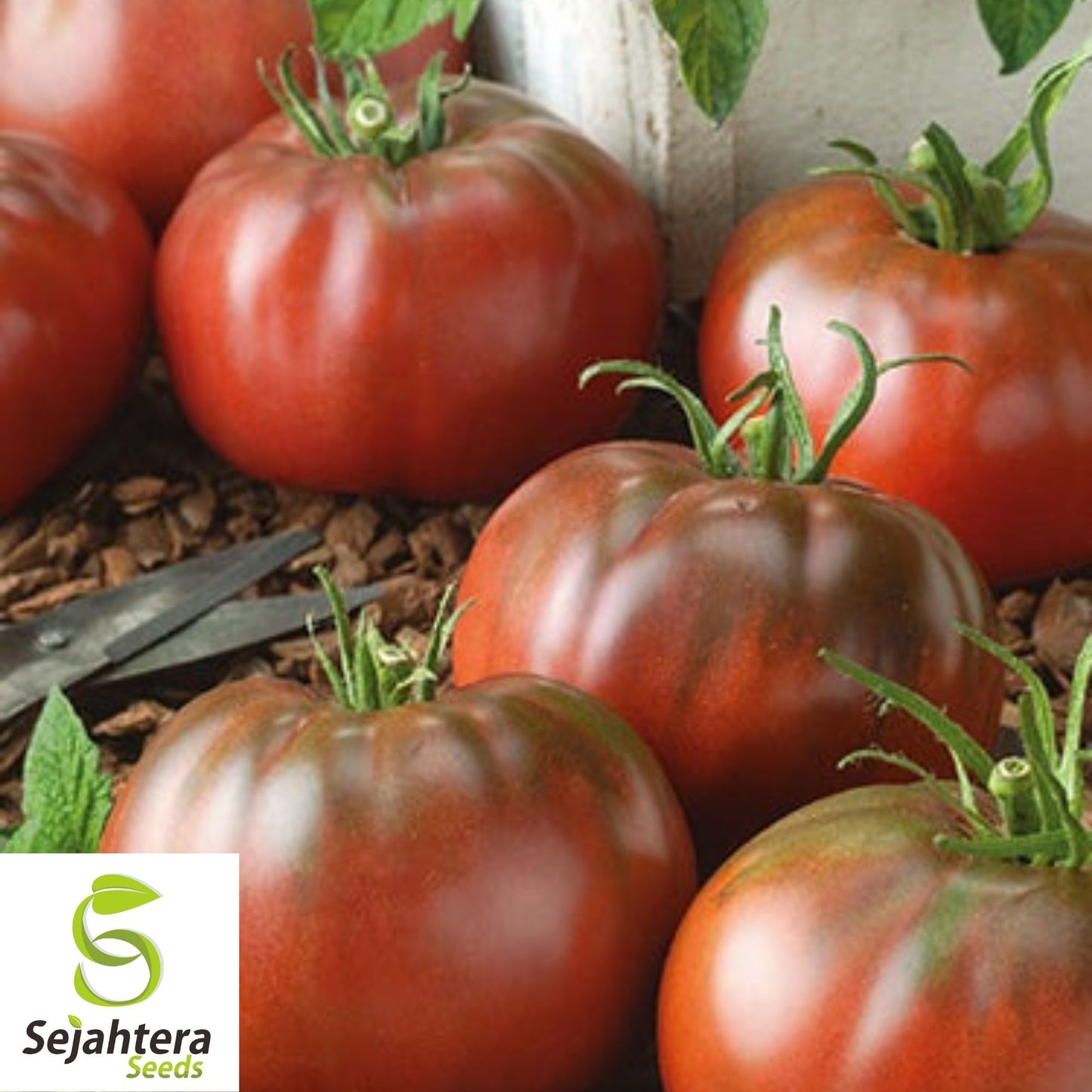 lack From Tula Tomato Seeds 50 Ct | Heirloom NON-GMO Vegetable Seeds USA