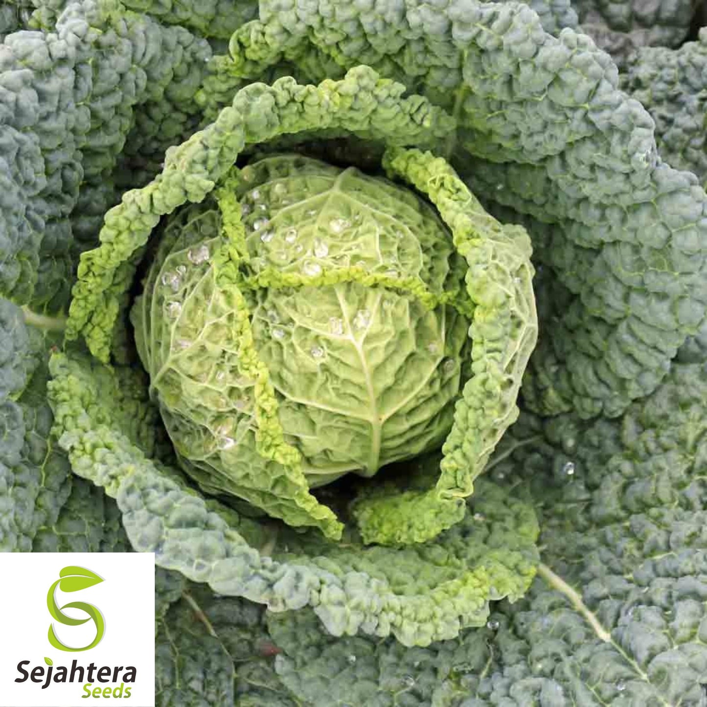 Savoy Perfection Cabbage Seeds - 200+ Heirloom, Non-GMO, Crisp & Fresh