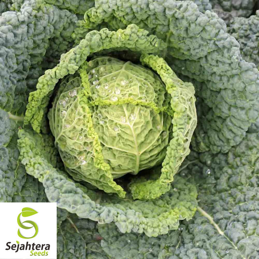 Savoy Perfection Cabbage Seeds - 200+ Heirloom, Non-GMO, Crisp & Fresh