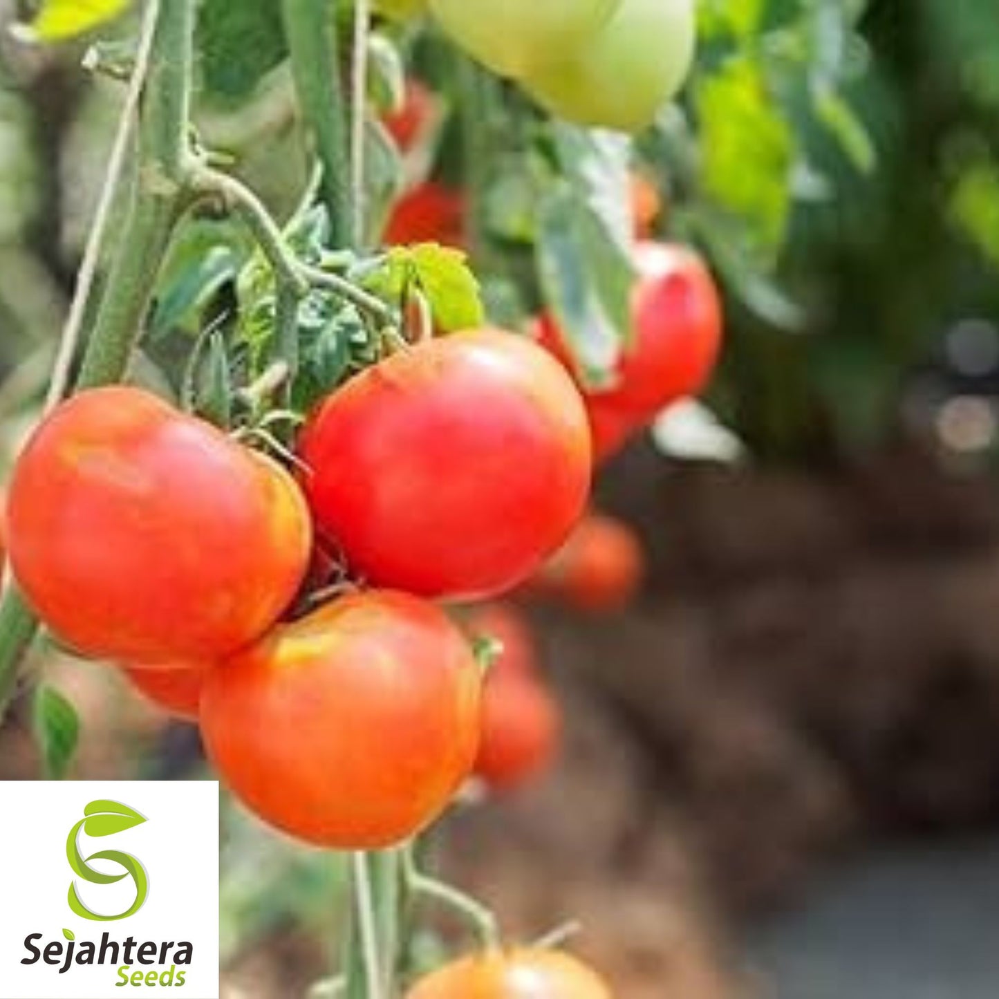 100 Moneymaker Tomato Seeds - Heirloom, Non-GMO, High-Yield Variety