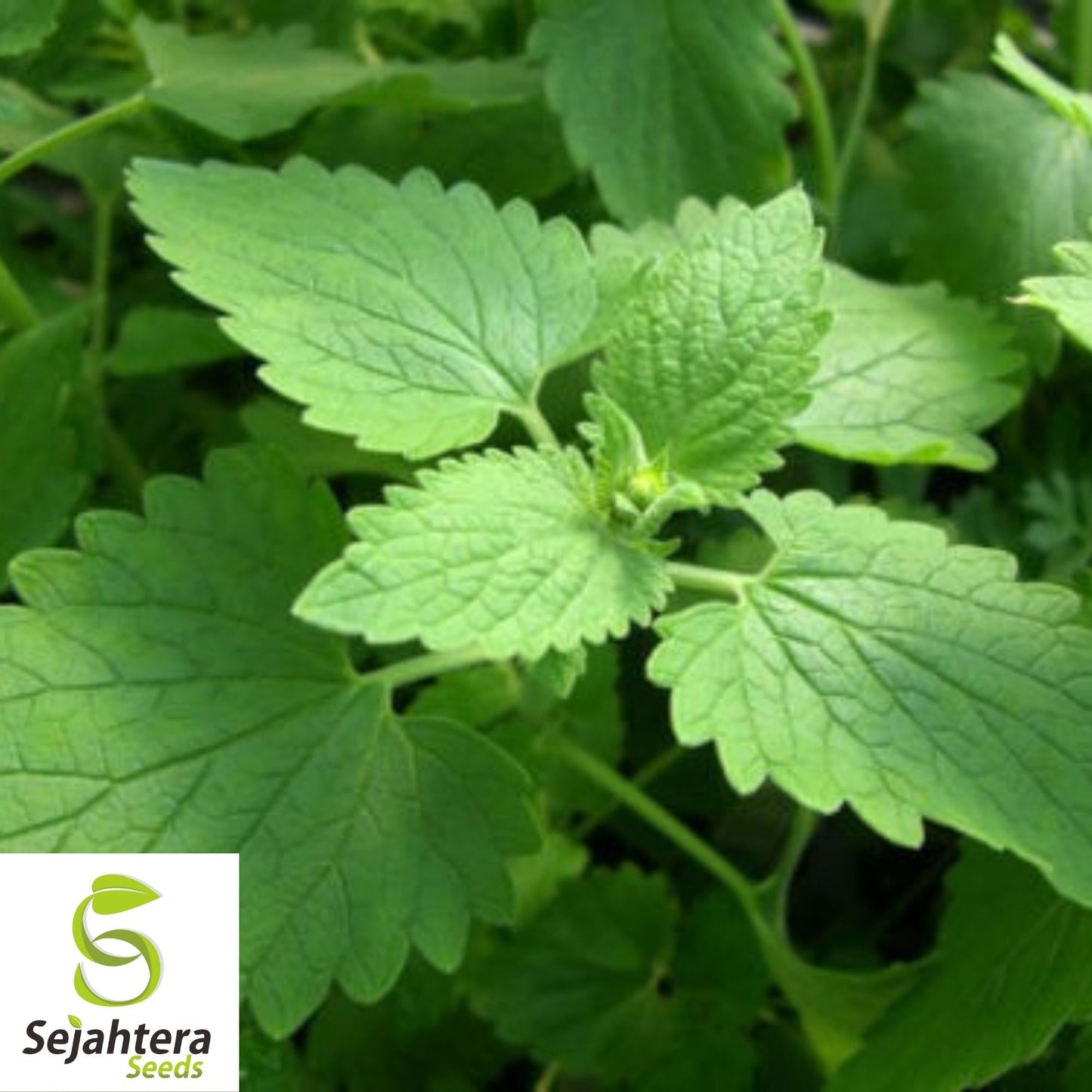 Catnip Seeds 1500+ | Perennial Herb for Garden NON-GMO USA