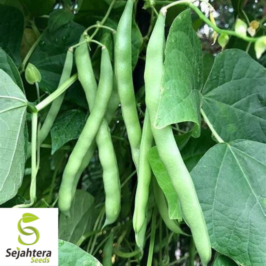 Blue Lake Pole Bean Seeds 75 Ct | Green Vegetable Heirloom NON-GMO USA
