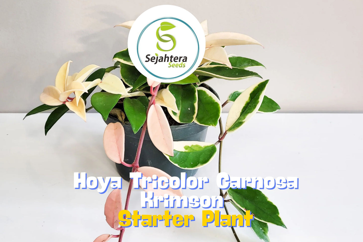Hoya Carnosa 'Krimson Queen' – Live Tricolor Variegated Wax Plant in 4" Pot
