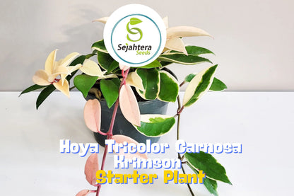 Hoya Carnosa 'Krimson Queen' – Live Tricolor Variegated Wax Plant in 4" Pot