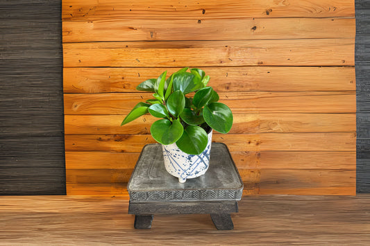Peperomia Obtusifolia 3in Pot | Baby Rubber Plant | Easy Care Indoor Houseplant | Pet Friendly Live Plant