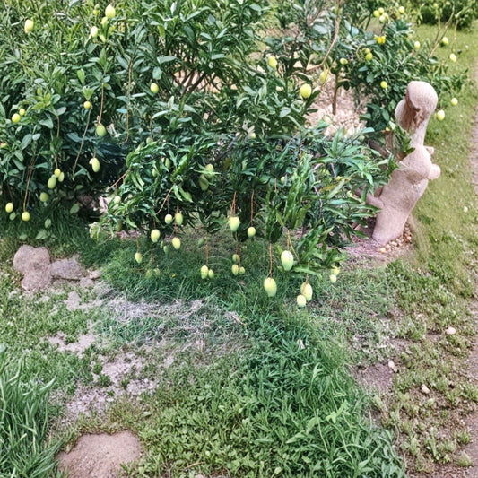Boca Hydro Lemon Zest Mango Tree – Mangifera indica Grafted Organic Tree | 3–4 Feet Tall | Premium Florida Variety  Sweet Citrus Aroma | Fiberless Golden Fruit | High-Yield Tropical Tree