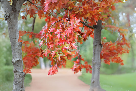 Scarlet Oak (Quercus coccinea)