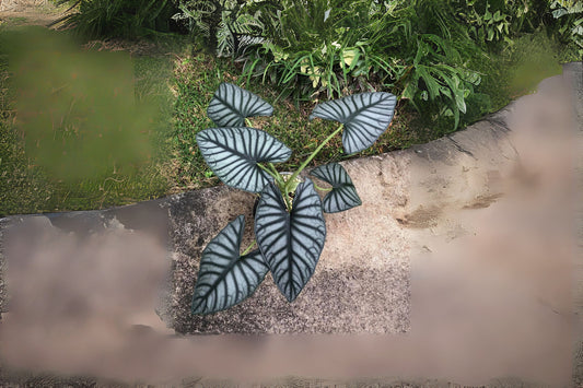 Alocasia nebula Imperialis 4" Pot | Rare Houseplant | Tropical Foliage | Exotic Indoor Plant
