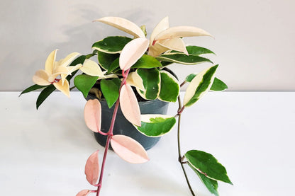 Hoya Carnosa 'Krimson Queen' – Live Tricolor Variegated Wax Plant in 4" Pot