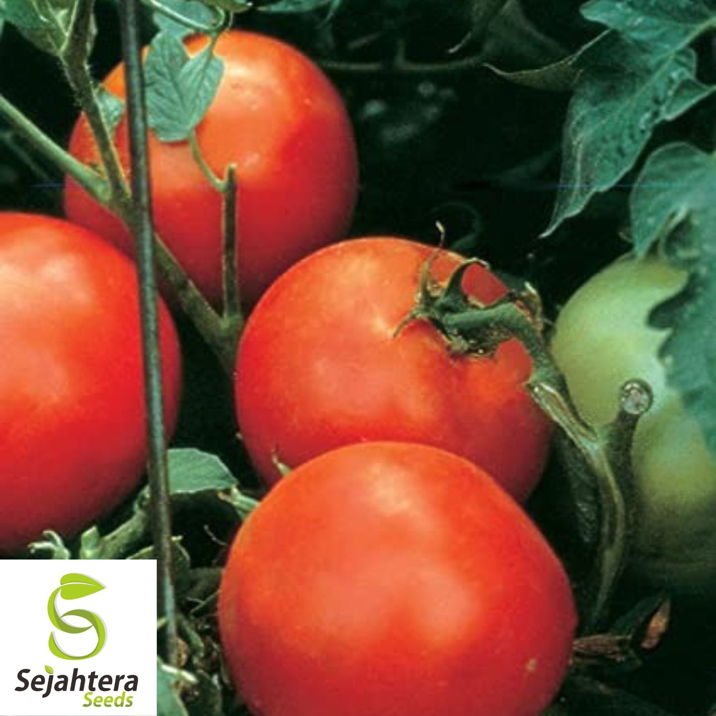 Burpee's Big Boy Tomato Seeds - 10+ Hybrid, Organic, Non-GMO & High Yield