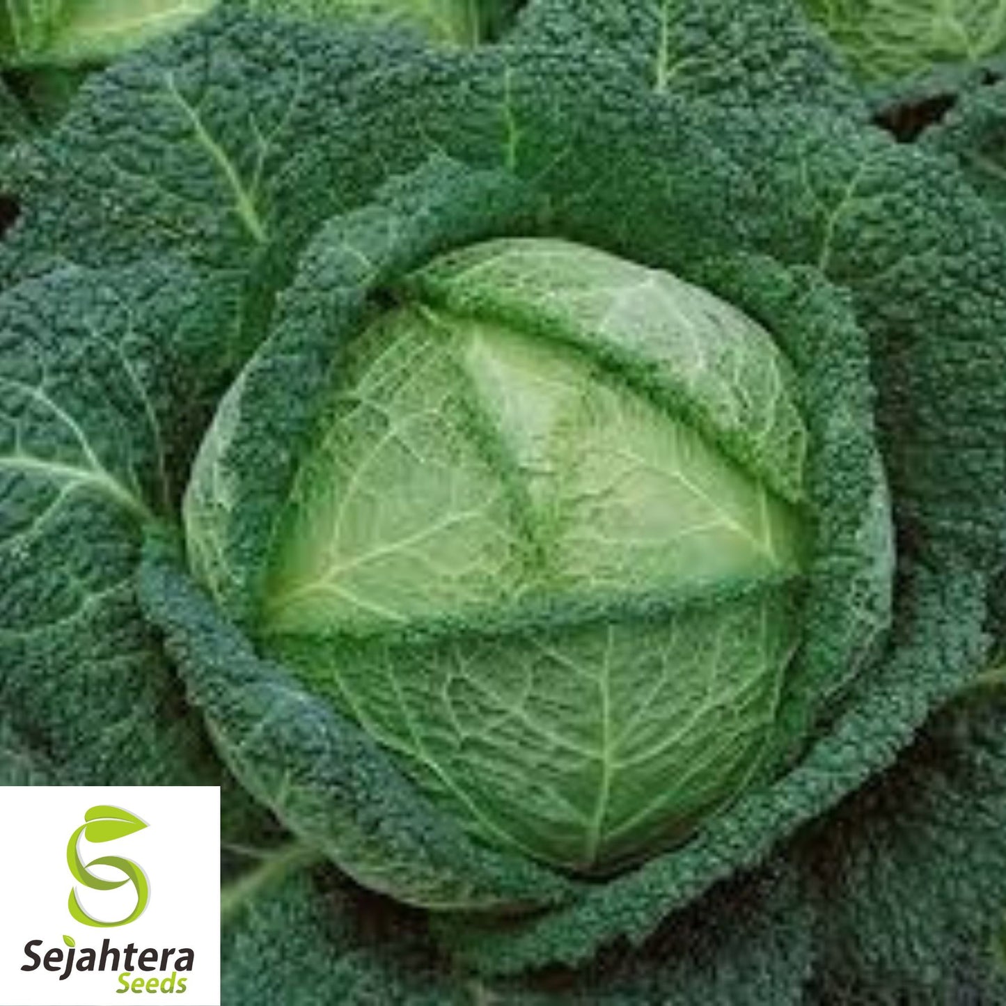 Savoy Perfection Cabbage Seeds - 200+ Heirloom, Non-GMO, Crisp & Fresh