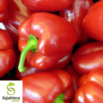 25 Big Red Pepper Seeds - Non-GMO, Sweet & High-Yield Bell Variety