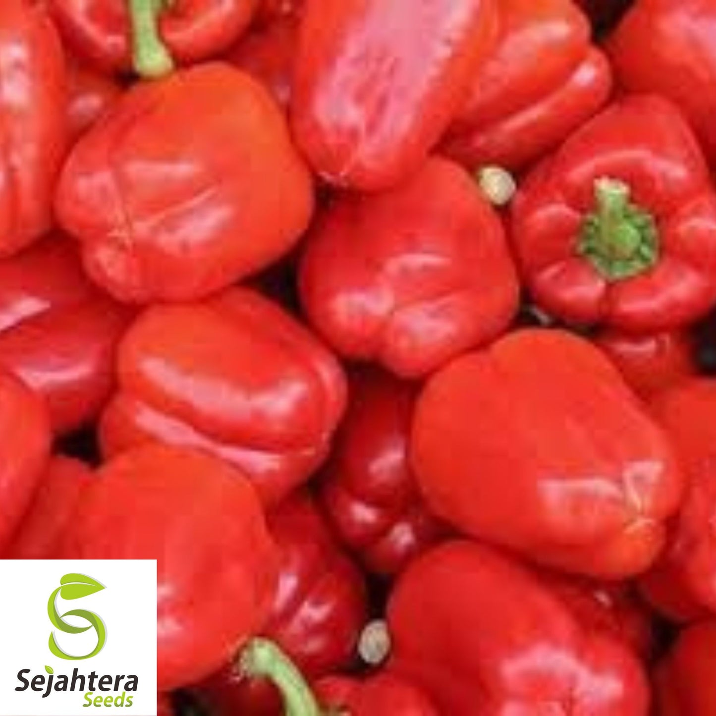 25 Big Red Pepper Seeds - Non-GMO, Sweet & High-Yield Bell Variety