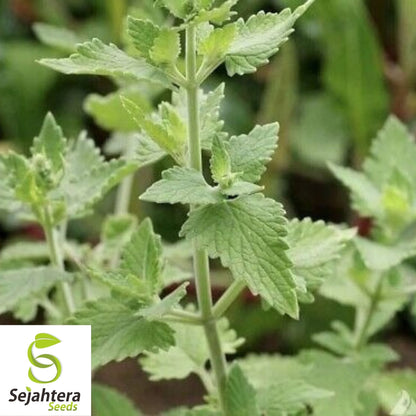Catnip Seeds 1500+ | Perennial Herb for Garden NON-GMO USA