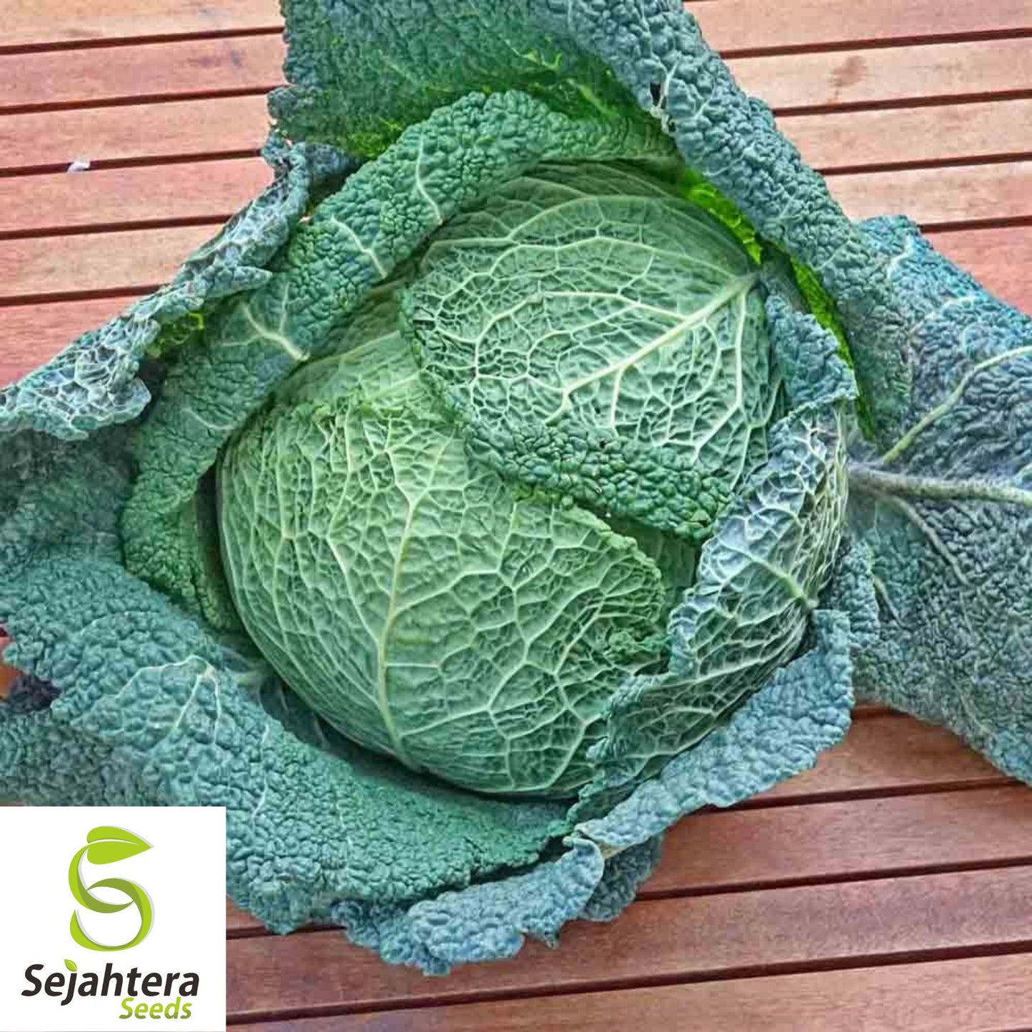 Savoy Perfection Cabbage Seeds - 200+ Heirloom, Non-GMO, Crisp & Fresh