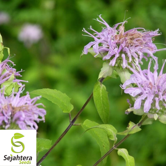 Bee Balm Seeds 300+ | Wild Bergamot Monarda Herb Native Wildflower USA