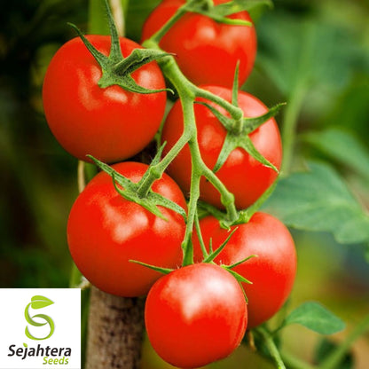 100 Moneymaker Tomato Seeds - Heirloom, Non-GMO, High-Yield Variety