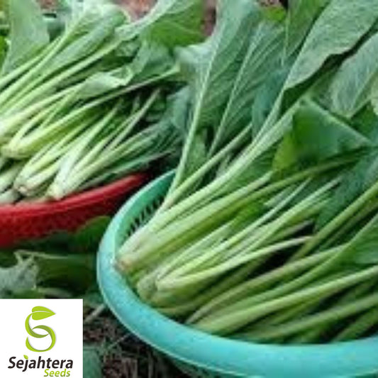 1000+ Yu Choy Choi Sum Seeds - Asian Greens, Heirloom, Early, Tender & Nutritious