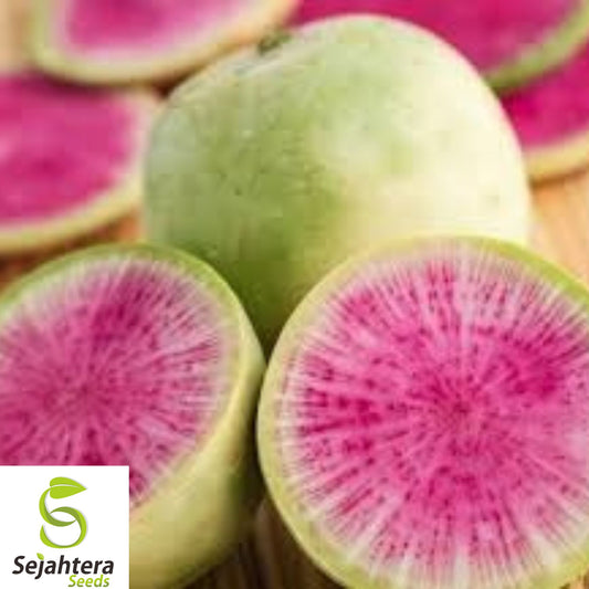200+ Watermelon Radish Seeds – Heirloom, Organic, Non-GMO, Crisp & Sweet Flavor