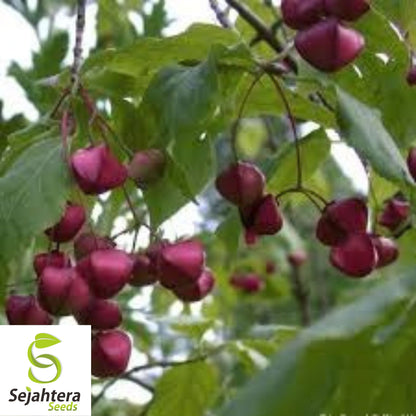 Spindleberry Spindleberry Tree Seeds {Euonymus europaeus} 10 Seeds – Sejahtera Seeds ...