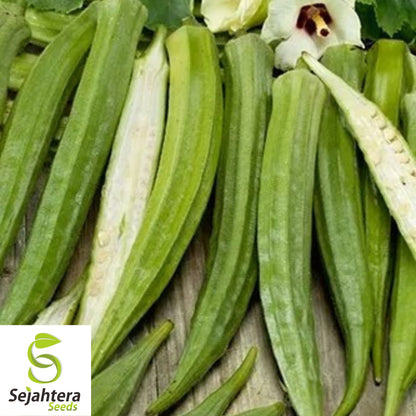 Louisiana Longhorn Cowhorn Okra Seeds - 100+ Heirloom - Non-GMO - High Yield