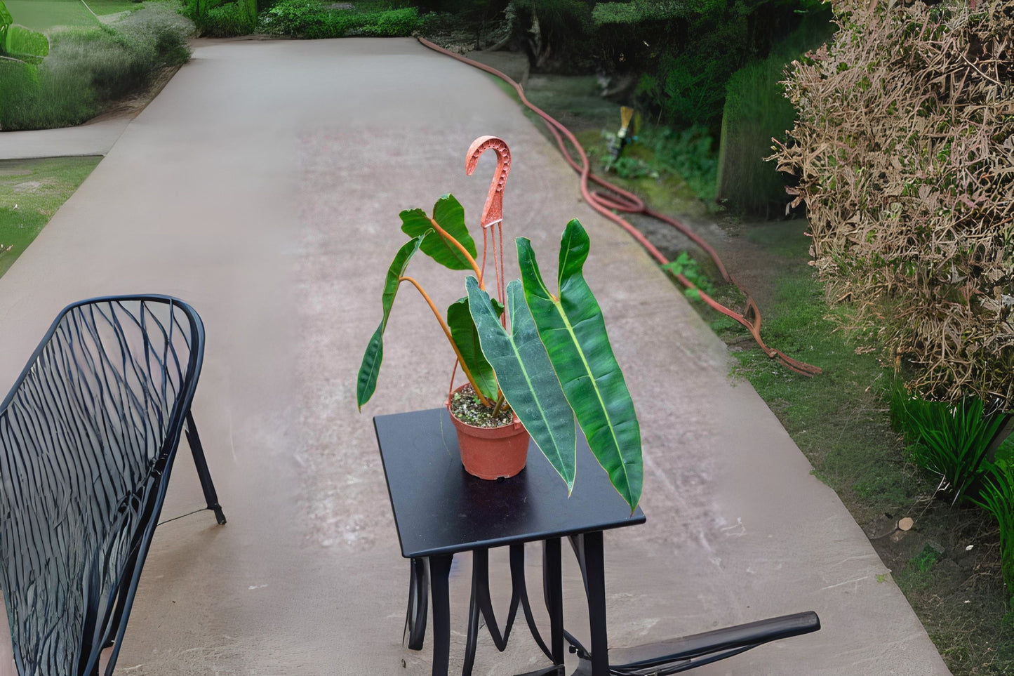 Philodendron Billietiae 6" Pot - Tropical Houseplant, Easy Care, Philodendron spp. - Add Heat Pack for Safe Shipping