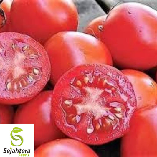10+ Siberian Tomato Seeds - Heirloom, Organic, Non-GMO, Cold-Hardy & Early Variety