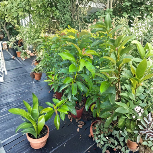 Russell Avocado Tree – Persea americana Live Fruit Tree | 3 Gallon Pot | Approximately 3 Feet Tall  Florida Favorite | Large Long Fruit | Ideal for Warm Climates