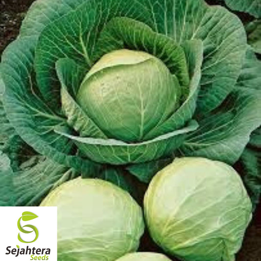 1000+ Early Round Dutch Cabbage Seeds - Heirloom, Non-GMO, Fresh & High-Yield