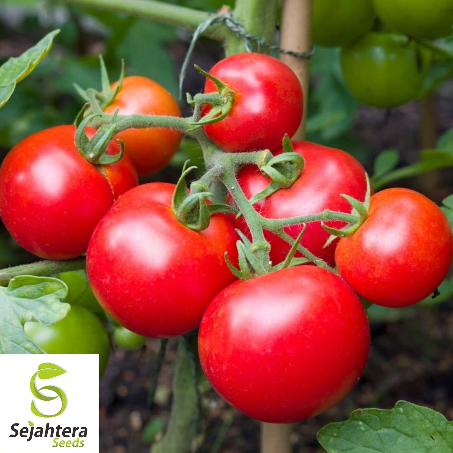 100 Moneymaker Tomato Seeds - Heirloom, Non-GMO, High-Yield Variety