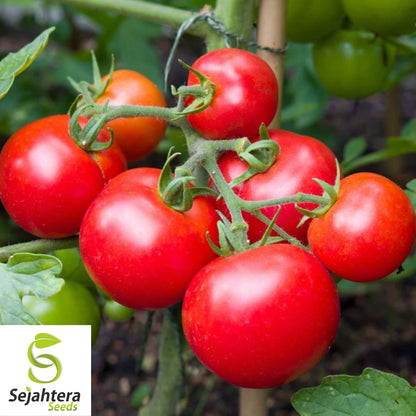 100 Moneymaker Tomato Seeds - Heirloom, Non-GMO, High-Yield Variety