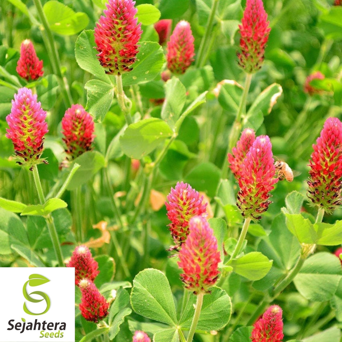 Crimson Clover Seeds 200+ | Trifolium Incarnatum Red Flower Cover Crop USA