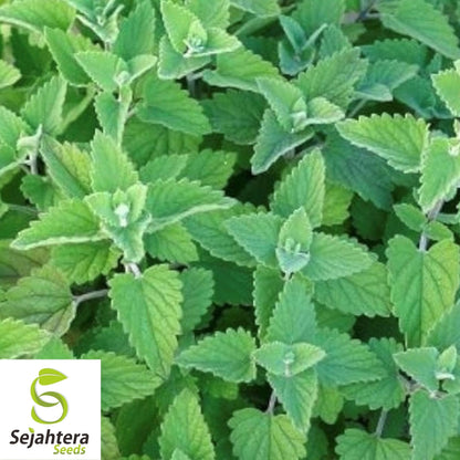 Catnip Seeds 1500+ | Perennial Herb for Garden NON-GMO USA