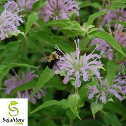 Bee Balm Seeds 300+ | Wild Bergamot Monarda Herb Native Wildflower USA