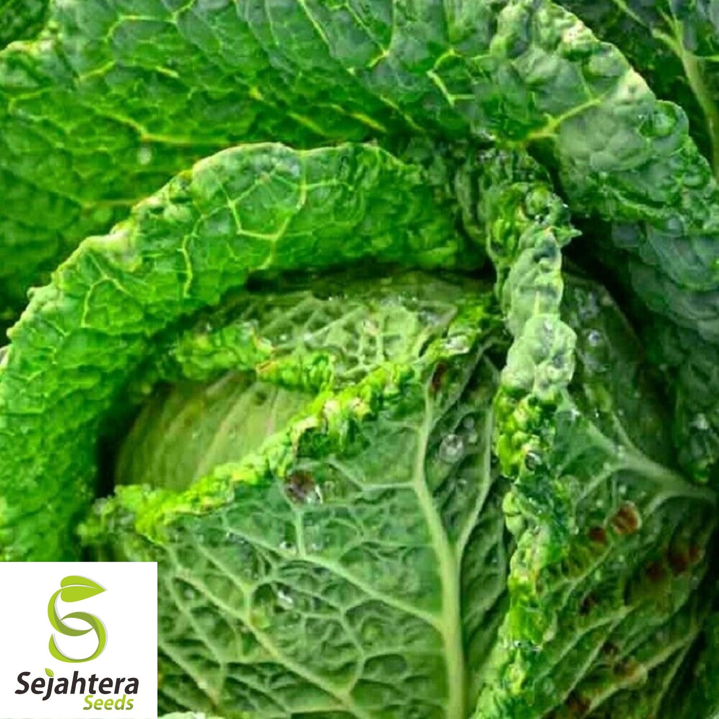 Savoy Perfection Cabbage Seeds - 200+ Heirloom, Non-GMO, Crisp & Fresh