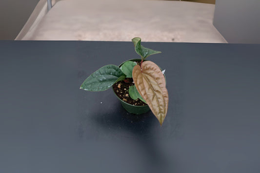 Anthurium Radicans x Luxurians Plant in 6" Pot | Rare Hybrid with Velvety Leaves | Unique Indoor Houseplant