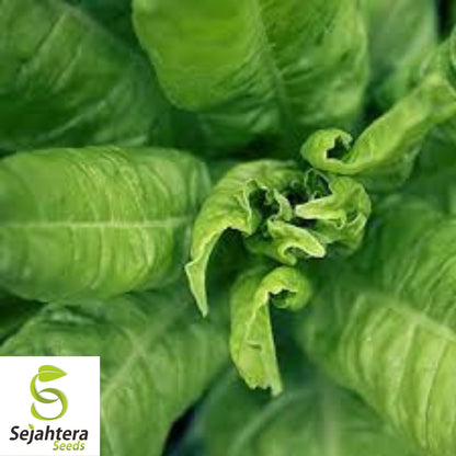 Swiss Chard Lucullus Seeds 50 Ct | Heirloom Vegetable Garden NON-GMO USA