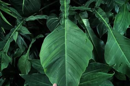 Philodendron Joepii – Rare Tropical Climber with Unique Elongated Leaves in 3" Pot