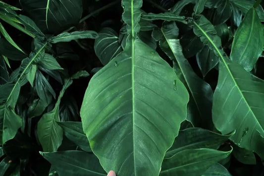 Philodendron Joepii – Rare Tropical Climber with Unique Elongated Leaves in 3" Pot
