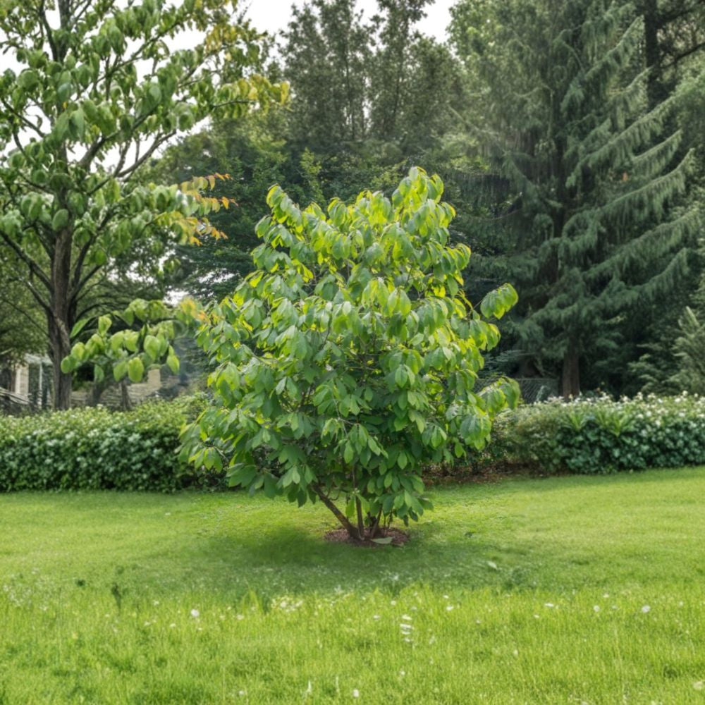 Paw Paw Tree – Asimina triloba Live Seedling | 6–12 Inches Tall | Native Fruit Tree  Indian Banana | Cold Hardy | Edible Landscape Favorite