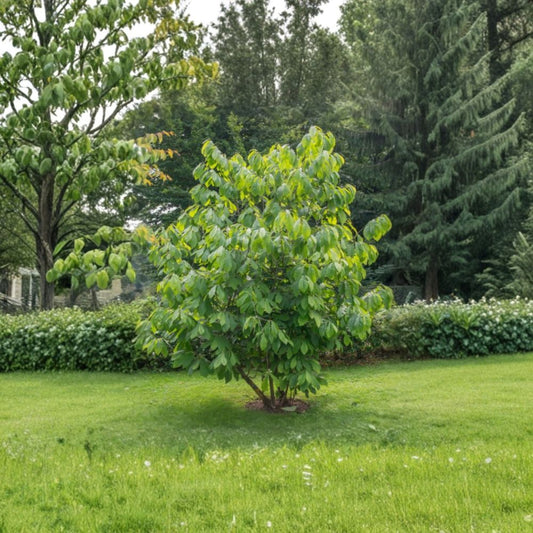 Paw Paw Tree – Asimina triloba Live Seedling | 6–12 Inches Tall | Native Fruit Tree  Indian Banana | Cold Hardy | Edible Landscape Favorite
