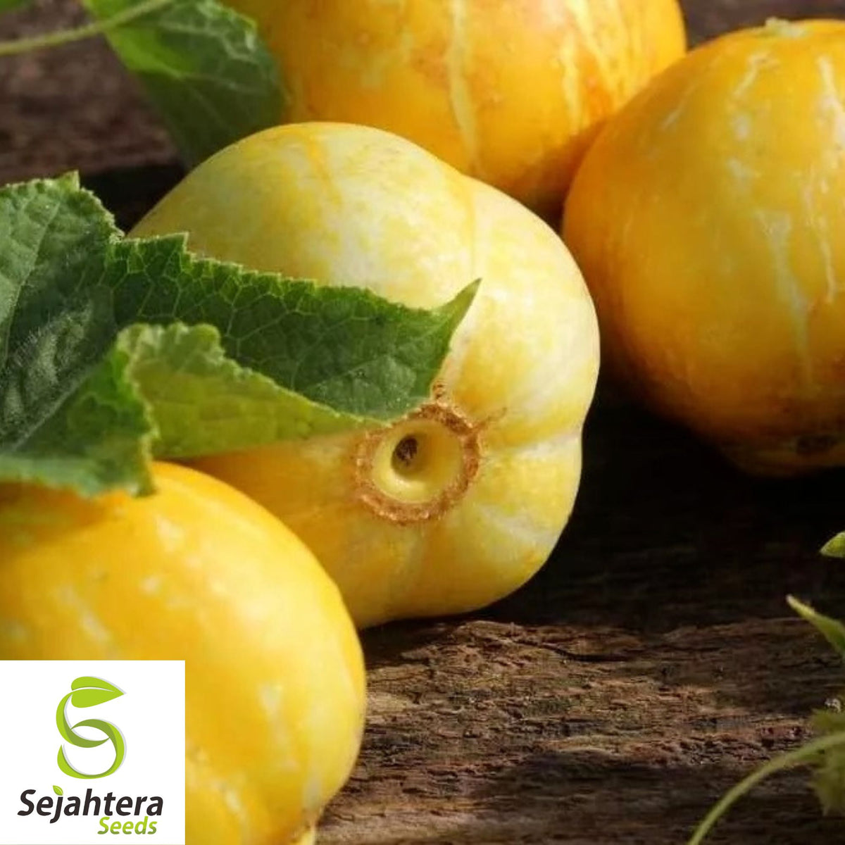 Lemon Cucumber Seeds - 100+ Heirloom, Organic, Non-GMO & Rare