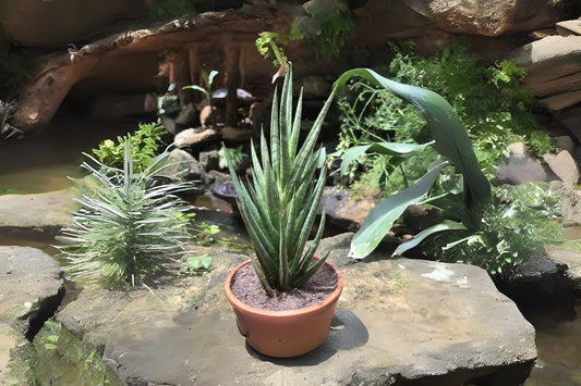Sansevieria francisii - Spiked Snake Plant - Rare Kenyan Succulent - Low Maintenance Indoor Houseplant - Drought Tolerant
