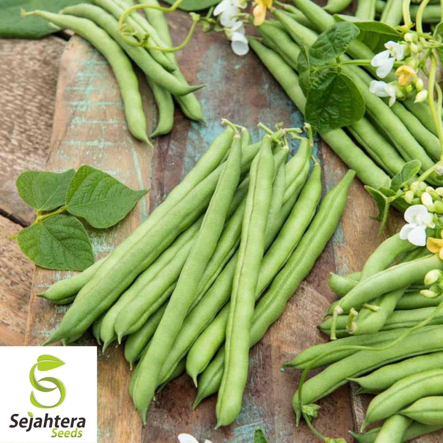 Blue Lake Pole Bean Seeds 75 Ct | Green Vegetable Heirloom NON-GMO USA