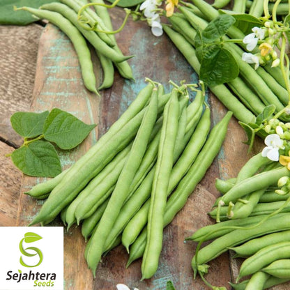 Blue Lake Pole Bean Seeds 75 Ct | Green Vegetable Heirloom NON-GMO USA