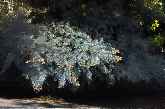 Colorado Blue Spruce (Picea pungens var. glauca NM Carson)